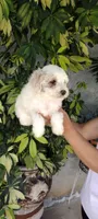 spots, a male Poodle - Standard  for sale in Lindsay, CA – Photo 2 of 2