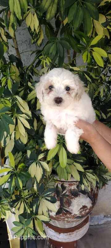 spots – Poodle - Standard  puppy for sale in Lindsay, CA