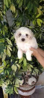 spots, a male Poodle - Standard  for sale in Lindsay, CA – Photo 1 of 2