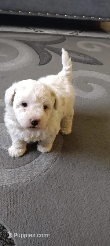 blanco – Poodle - Standard  puppy for sale in Lindsay, CA