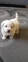 blanco, a male Poodle - Standard  for sale in Lindsay, CA – 1 of 3