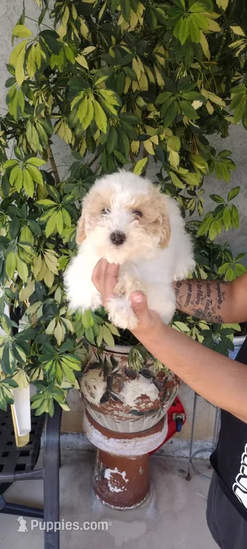 palomo – Poodle - Standard  puppy for sale in Lindsay, CA