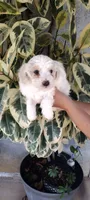 fluffy, a male Poodle - Standard  for sale in Lindsay, CA – Photo 2 of 2