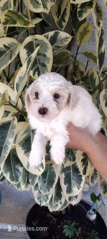fluffy – Poodle - Standard  puppy for sale in Lindsay, CA