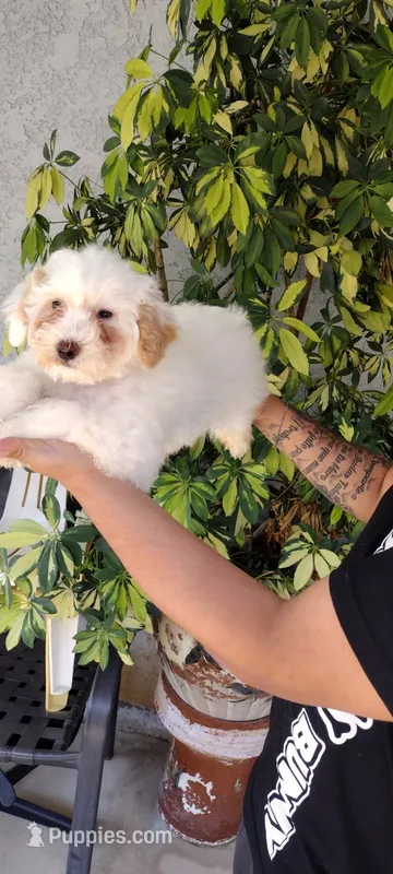 tony – Poodle - Standard  puppy for sale in Lindsay, CA