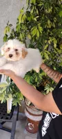 tony, a male Poodle - Standard  for sale in Lindsay, CA – 1 of 1