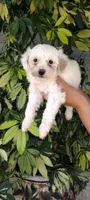 palomo, a male Poodle - Standard  for sale in Lindsay, CA – Photo 2 of 2