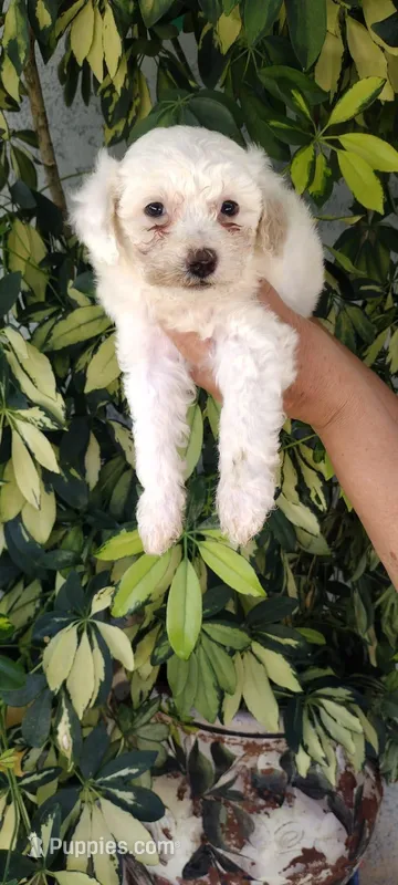 palomo – Poodle - Standard  puppy for sale in Lindsay, CA