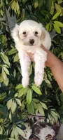palomo, a male Poodle - Standard  for sale in Lindsay, CA – Photo 1 of 2