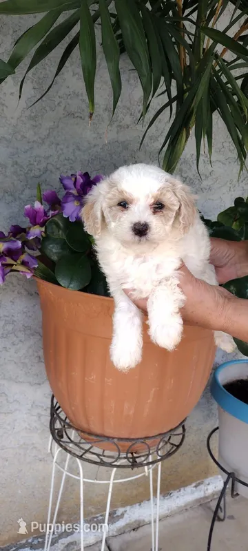 bella – Poodle - Standard  puppy for sale in Lindsay, CA