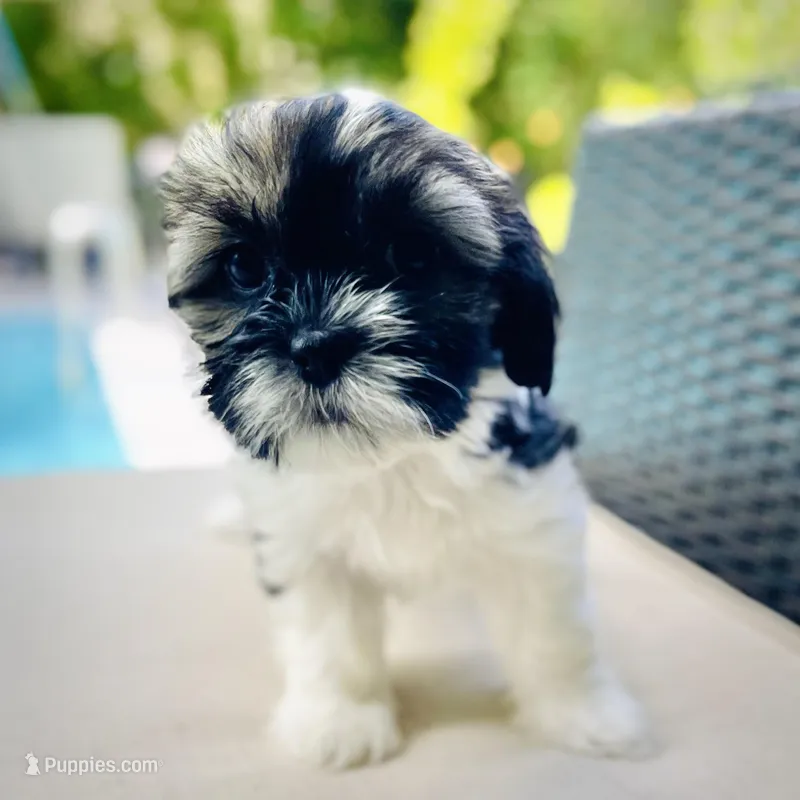 Lila – Havachon puppy for sale in Coral Gables, FL