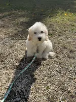 Indica, a female Maltipoo for sale in Chestertown, MD – Photo 2 of 3