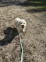 Indica, a female Maltipoo for sale in Chestertown, MD – Photo 3 of 3