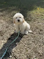 Indica, a female Maltipoo for sale in Chestertown, MD – Photo 1 of 3