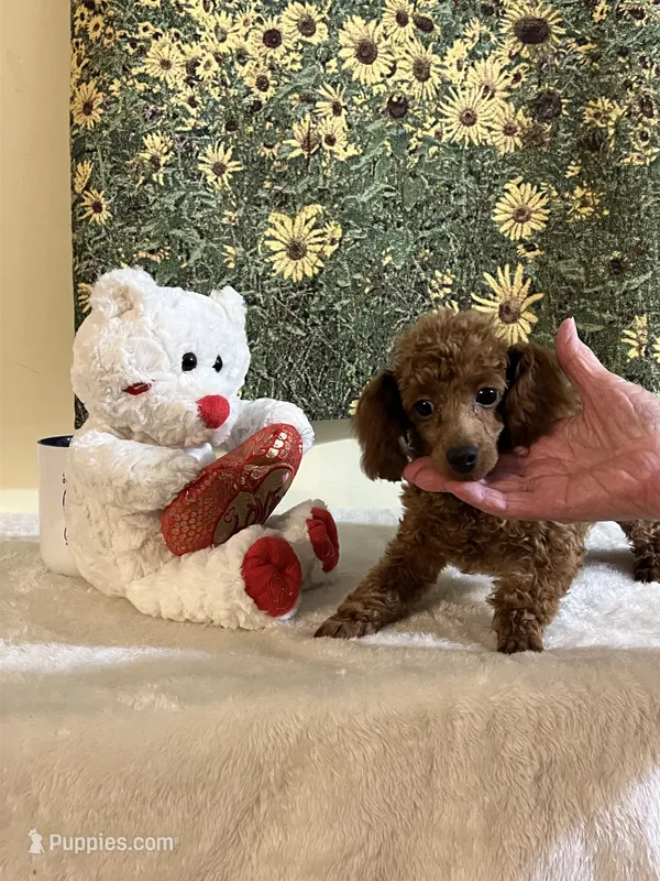 Crimson  – Poodle - Toy  puppy for sale in Summit, MS