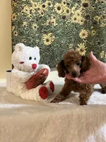 Crimson , a male Poodle - Toy  for sale in Summit, MS – 1 of 1