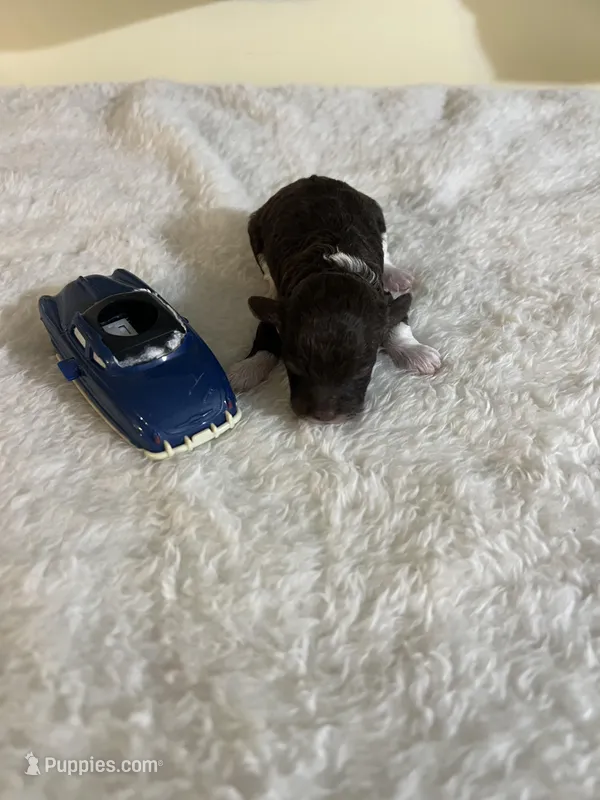 Mocca 2 – Poodle - Toy  puppy for sale in Summit, MS