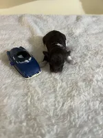 Mocca 2, a male Poodle - Toy  for sale in Summit, MS – Photo 1 of 2