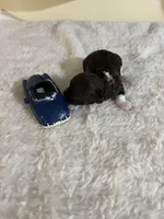 Mocca 2, a male Poodle - Toy  for sale in Summit, MS – Photo 2 of 2