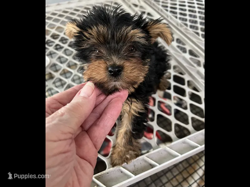 Sugar 1, a female Yorkshire Terrier for sale in Summit, MS – 1 of 1