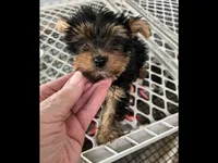 Sugar 1, a female Yorkshire Terrier for sale in Summit, MS – 1 of 1