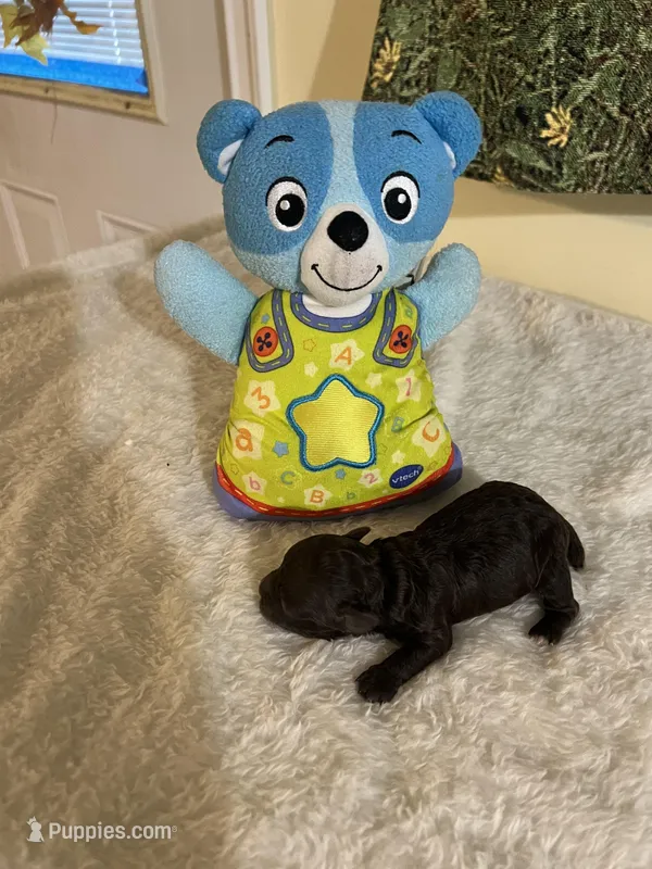 Mocca 3 – Poodle - Toy  puppy for sale in Summit, MS