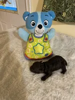 Mocca 3, a male Poodle - Toy  for sale in Summit, MS – Photo 1 of 2