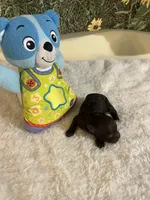 Mocca 3, a male Poodle - Toy  for sale in Summit, MS – Photo 2 of 2