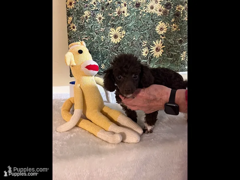 Hershey  – Poodle - Toy  puppy for sale in Summit, MS