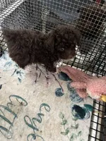 Mocca , a male Poodle - Toy  for sale in Summit, MS – 2 of 2