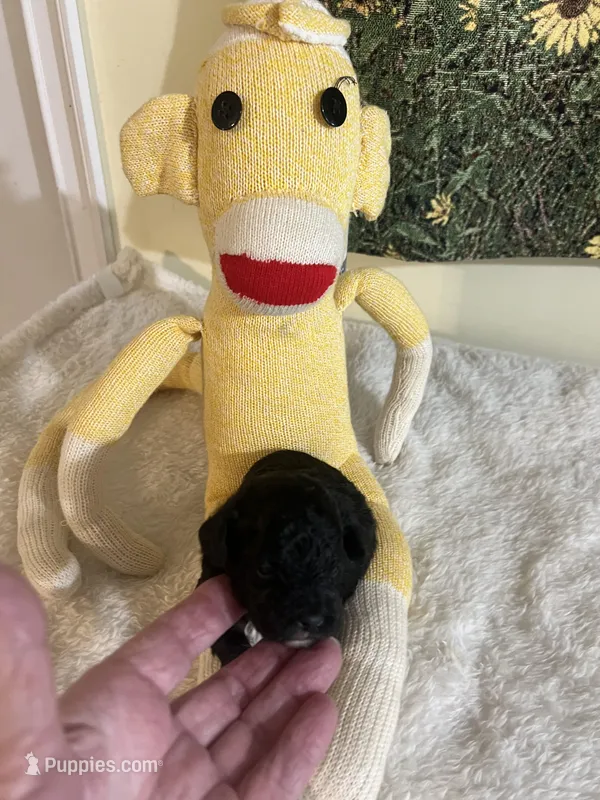 Snickers 2  – Poodle - Toy  puppy for sale in Summit, MS