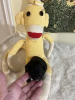 Snickers 2 , a male Poodle - Toy  for sale in Summit, MS – Photo 1 of 3