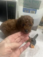 Red Rose, a male Poodle - Toy  for sale in Summit, MS – Photo 2 of 2