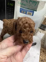 Red Rose, a male Poodle - Toy  for sale in Summit, MS – Photo 1 of 2