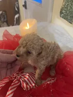 Snickers 4, a female Poodle - Toy  for sale in Summit, MS – Photo 1 of 2