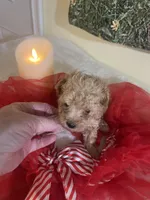 Snickers 4, a female Poodle - Toy  for sale in Summit, MS – Photo 2 of 2