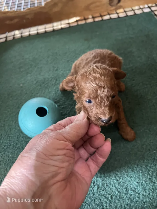 Rose 2 – Poodle - Toy  puppy for sale in Summit, MS