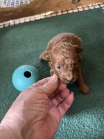 Rose 2, a male Poodle - Toy  for sale in Summit, MS – 1 of 1