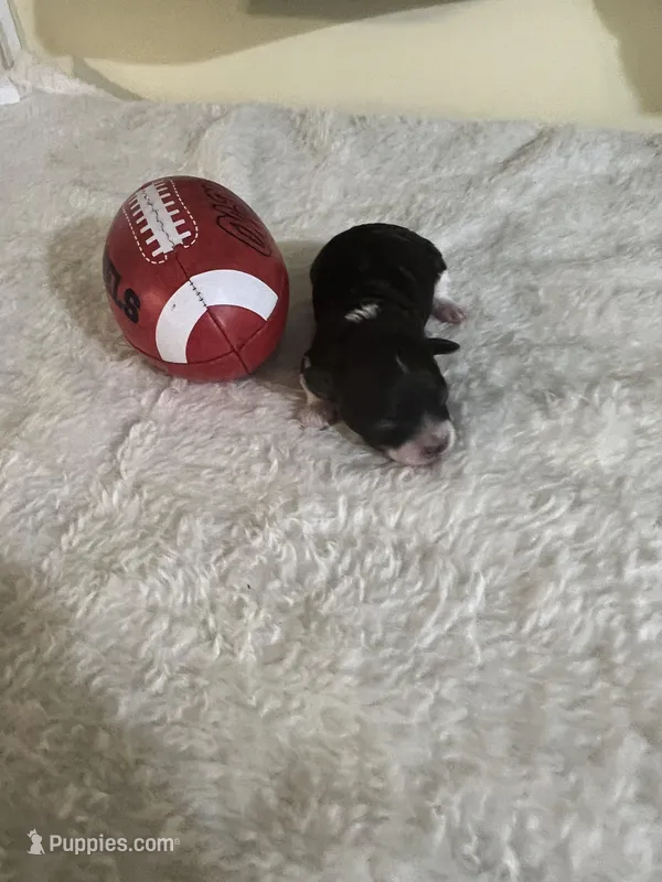 Mocca 1 – Poodle - Toy  puppy for sale in Summit, MS