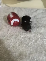 Mocca 1, a male Poodle - Toy  for sale in Summit, MS – Photo 1 of 2