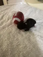 Mocca 1, a male Poodle - Toy  for sale in Summit, MS – Photo 2 of 2