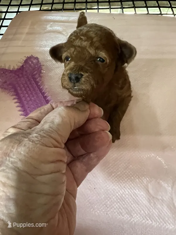 Rose 1  – Poodle - Toy  puppy for sale in Summit, MS