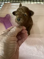 Rose 1 , a female Poodle - Toy  for sale in Summit, MS – 1 of 1
