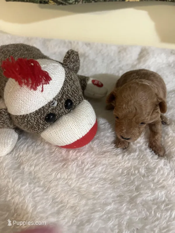 Snickers 1 – Poodle - Toy  puppy for sale in Summit, MS