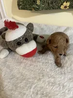 Snickers 1, a male Poodle - Toy  for sale in Summit, MS – Photo 2 of 2