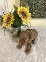 Snickers 1, a male Poodle - Toy  for sale in Summit, MS – 3 of 3