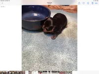 Jazz2, a male Yorkshire Terrier for sale in Summit, MS – Photo 2 of 3