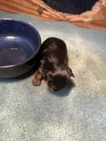 Jazz2, a male Yorkshire Terrier for sale in Summit, MS – Photo 3 of 3