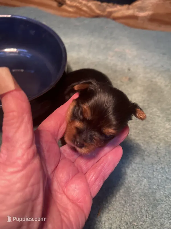 Jazz2, a male Yorkshire Terrier for sale in Summit, MS – Photo 1 of 3