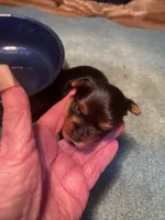 Jazz2, a male Yorkshire Terrier for sale in Summit, MS – Photo 1 of 3